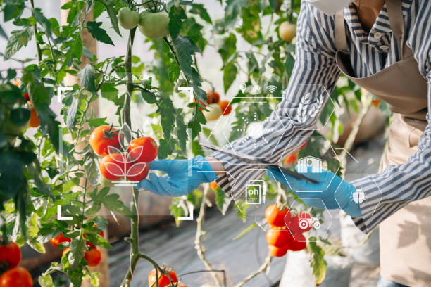 istock Smart farmer using application by tablet concepts modern vegetables and tomato at greenhouse. and visual icon. 1491191381