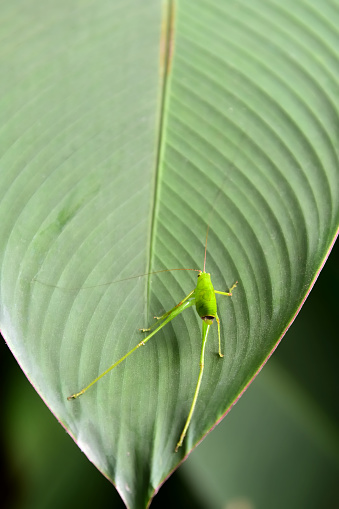 Green grasshopper on green leaf, Insect close up the