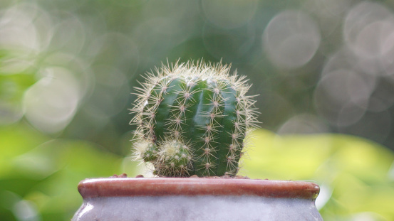 Mini cactus in flower pot with bokeh background, Close up shot