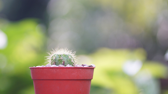 Mini cactus in flower pot with bokeh background, Close up shot