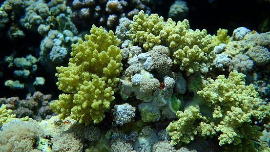 Broccoli coral (Litophyton arboreum) and White pulse coral or pulse coral (Xenia umbellata) undersea, Red Sea, Egypt, Sharm El Sheikh, Nabq Bay