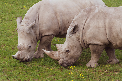 Two rhinoceros (Rhino) eating detail