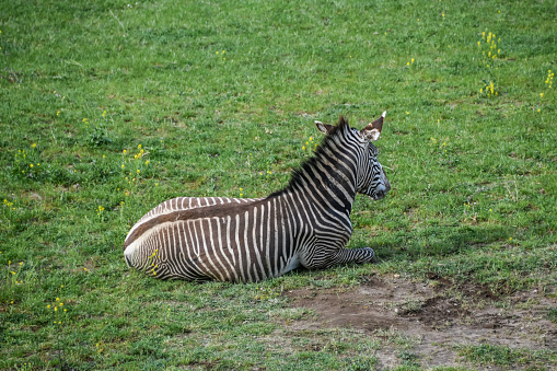 Zebra sitting down in grass