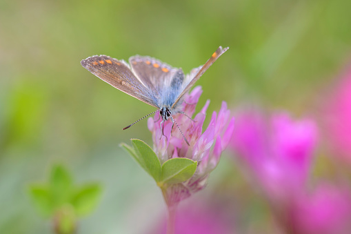 butterfly on the flower in spring