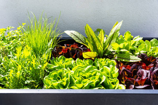 istock Fresh plants in a raised bed 1491199494