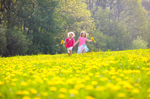 Kids play in yellow dandelion field. Child picking summer flowers. Little girl and boy run in spring dandelions meadow. Children play outdoor. Kid in blooming park. Nature and outdoors fun for family.