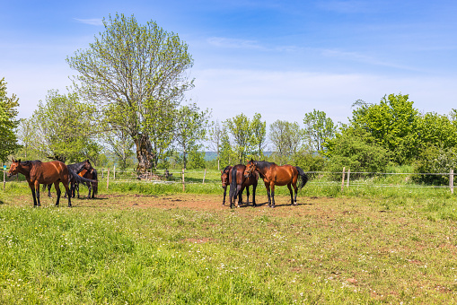 Horses in a pasture at a summer landscape