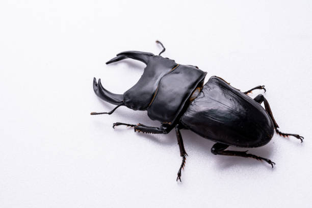 foto de un escarabajo ciervo gigante sobre un fondo blanco. - rhinoceros beetles fotografías e imágenes de stock