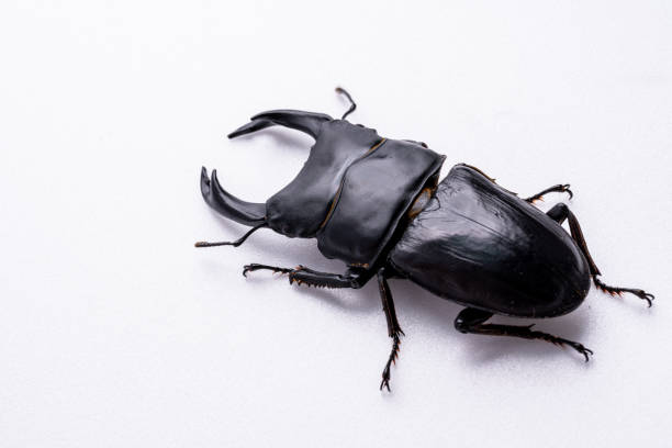 foto di uno scarabeo gigante su uno sfondo bianco. - rhinoceros beetles foto e immagini stock