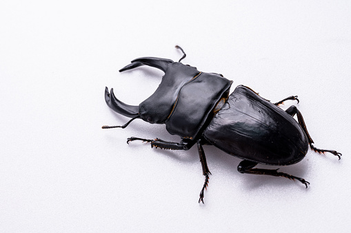 The largest stag beetle in Japan.