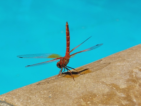 A Dragonfly perched on the edge of a pool on a sunny day