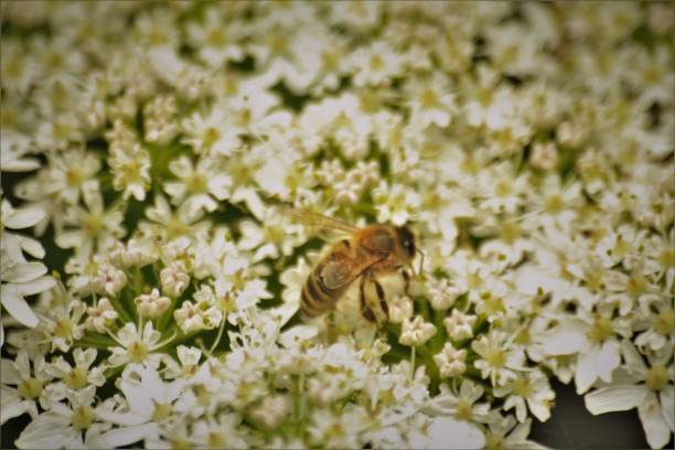 abelha melífera - awe fly flower pollen - fotografias e filmes do acervo
