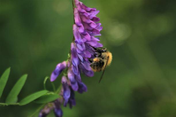 pszczoła na pięknej fioletowej wyce ptasiej - awe fly flower pollen zdjęcia i obrazy z banku zdjęć