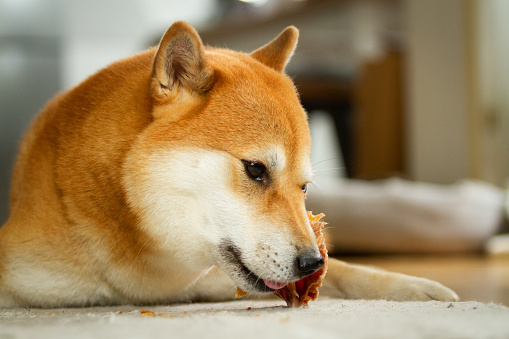 Shiba Inu dog portrait while  eating his snack on the floor