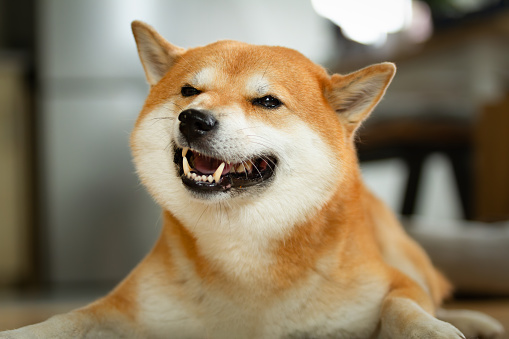 Shiba Inu dog portrait while showing his teeth