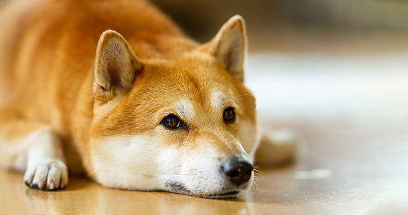 High definition composition image of Shiba Inu dog resting on the flor in his home