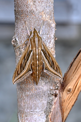 Vine Hawk-Moth or Silver-striped Hawk-Moth -Hippotion celerio