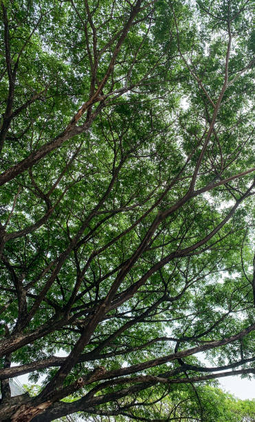 istock Big tree and shady leaves with big trunk branch 1491207743