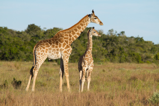 A young male Giraffe and even younger Giraffe on a open grassland plain. Photo taken in Eastern Cape nature reserve, Republic of South Africa.