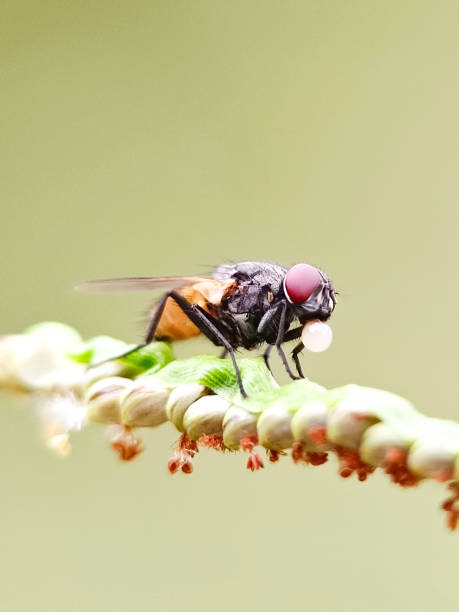 istock Selective focus of a fly with bubble on it's mouth for lowering their body temperature by evaporative cooling 1491209827