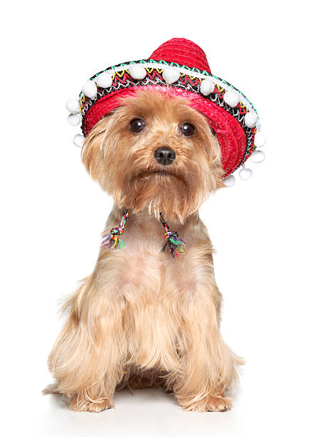 istock Yorkshire terrier in hat on a white background 149120999