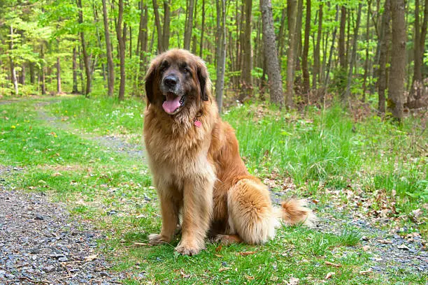 Leonberger purebred dog sitting in forest