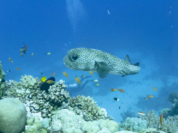 istock Porcupinefish also commonly called blowfish or balloonfish and globefish 1491212455