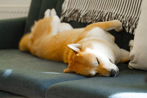 Closeup of Shiba Inu dog lying on a couch