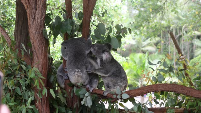 Footage of a Koala Family in Their Natural Habitat
