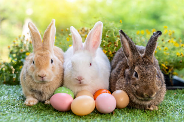 istock Group of three cute little three brown and white hare rabbit sitting on green grass with natural bokeh as background, with multiple colorful easter eggs while looking away 1491216470