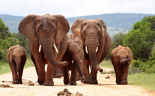 mandria di elefanti avvicina noi in sud africa - zanna foto e immagini stock