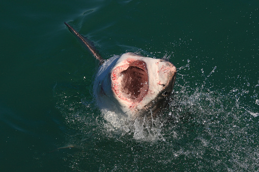 great white shark, Carcharodon carcharias, surfacing at high speed, with the head out of the water and the mouth wide open, off Gansbaai, South Africa