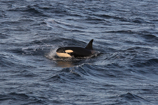 orca or killer whale, Orcinus orca, off Vega, Norway