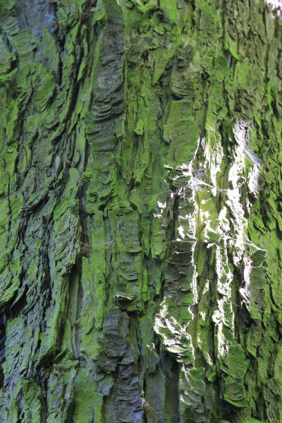 istock tree trunk, Pruhonice Park, Pruhonice, Prague, Czech Republic 1491217410