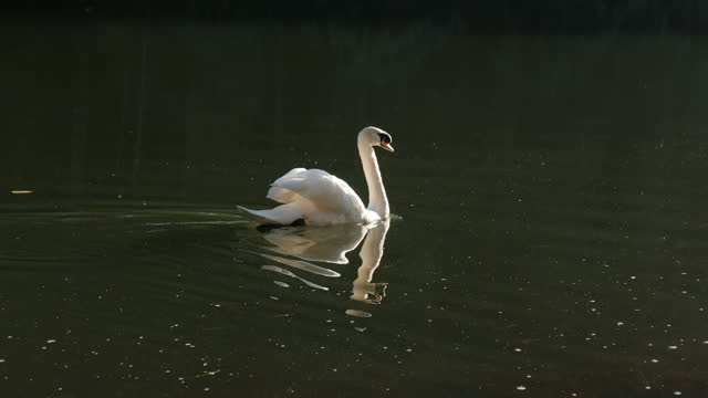 White swans in lake at Pang Ung, Mae Hong Son, Thailand.