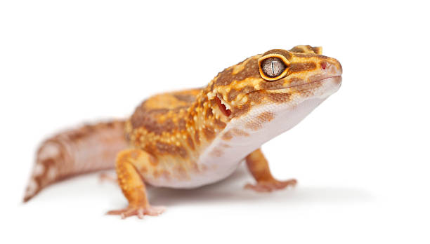 istock Albino Orange Leopard gecko, Eublepharis macularius, in front of white 149121878