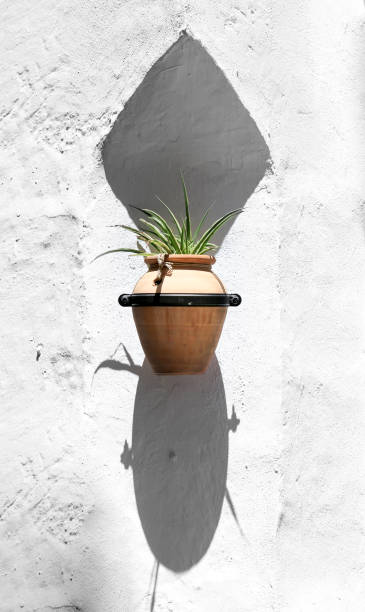 istock Potted aloe plant on the wall 1491220881
