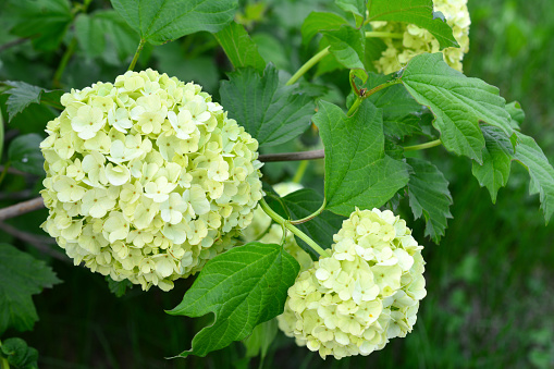 A green and white hydrangea bush with green leaves closeup
