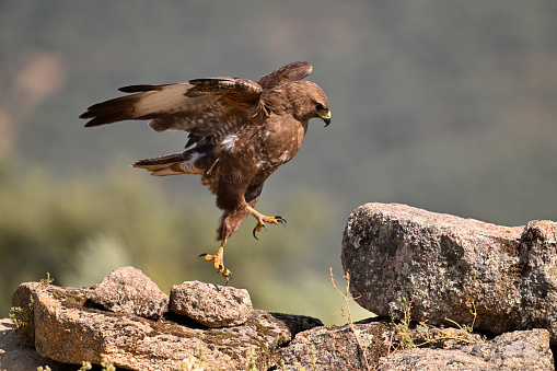 White-tailed sea eagle spreading wings.   Scientific name: Haliaeetus albicilla, also known as the ern, erne, gray eagle, Eurasian sea eagle and white-tailed sea-eagle.