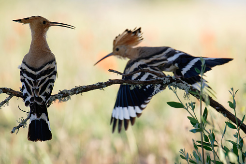 Couple of Eurasian hoopoe (Upupa epops)