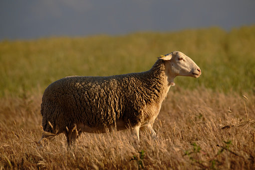 One sheep,lamb,ram,goat in pasture for 2015 Chinese New Year celebration