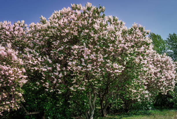 istock Fresh flowers lilac in a park 1491224340