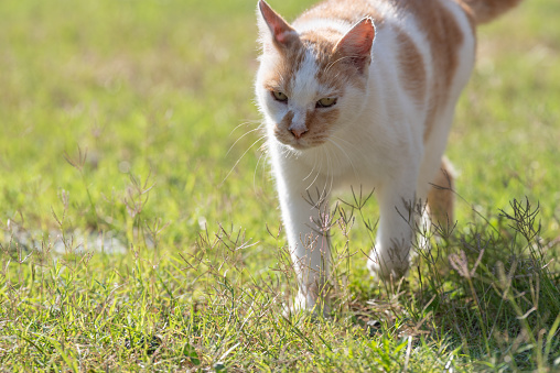 Kucing Berjalan Foto Stok - Unduh Gambar Sekarang - Anggota tubuh hewan