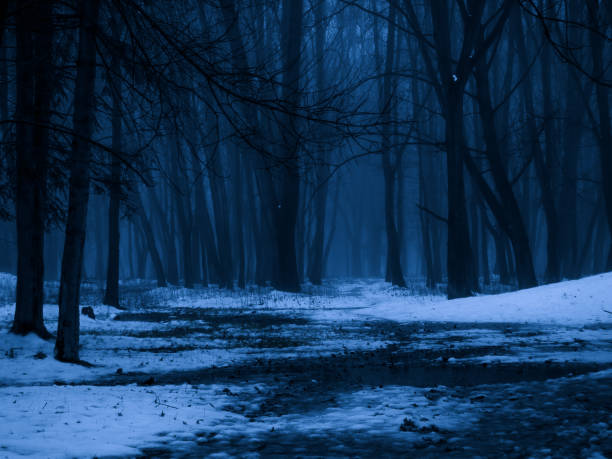 istock Gloomy winter woods at dusk. Evening mysterious forest. 1491226292