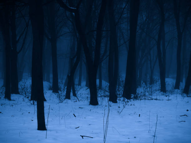 istock Gloomy winter woods at dusk. Evening mysterious forest. 1491226300