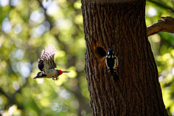 istock Great spotted woodpeckers at their nest site 1491227083