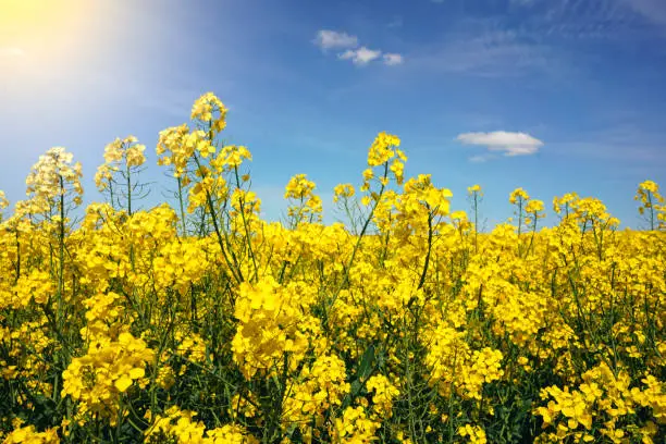 Rapeseeds field. Beatiful growing canola close-up. Oil rapeseeds flowers. Beautiful landscape of blooming rapeseeds.