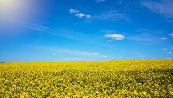 Rapeseed field. Wonderful blooming yellow canola field landscape. Beautiful rapeseed growing on the hills.