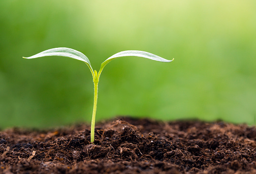 Bell pepper seedling grows in soil, cultivation. Bell pepper seedling grows in soil, cultivation. Against the backdrop of nature.