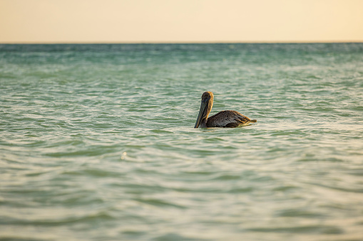 Beautiful view of pelican on water Atlantic ocean surface. Aruba.